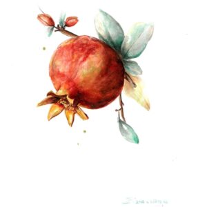 Pomegranate watercolor painting image